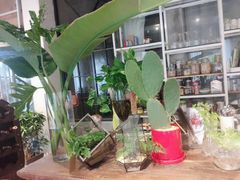 -蓝山四季西餐植物店