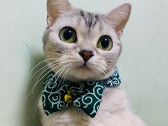 -猫小院猫主题咖啡厅(北锣店)