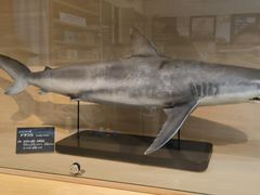 -西海国立公园九十九岛水族馆