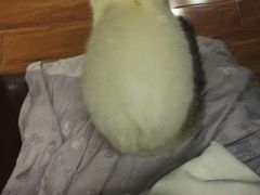 -喵园·猫主题咖啡厅·撸猫·猫咖(国贸店)