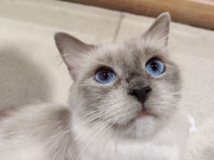 -藏猫猫咖啡主题馆(中央大道店)