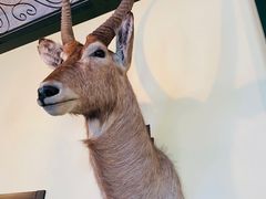 -普兰达德国餐厅·德式脆皮烤猪肘·自酿啤酒(观唐店)