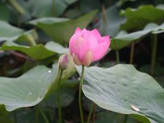 -洪湖生态旅游区