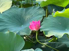 -莲花池公园