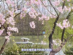 -顾村公园