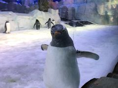 -芜湖新华联大白鲸海洋公园