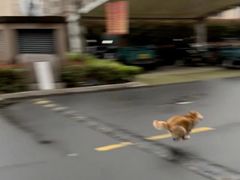 -巴犀烧烤(新崇光店)