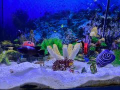 -芜湖新华联大白鲸海洋公园