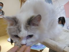 -滚猫咖啡·猫咖·猫友好撸猫(未来城店)