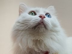 -有猫主题·治愈系猫咖(曾厝垵店)
