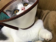 -芭比堂动物医院·24小时·眼科中心(深圳中心)