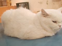 -Honey Bacca 哈尼芭卡高端萌宠(朝阳大悦城店)