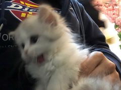 -猫爪屋猫咖(乐汇城店)