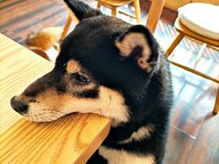 -豆柴町-柴犬主题狗咖(红鼎国际C座店)
