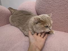 -青奢宠物·青奢猫舍