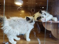 -猫十亿·布偶金渐层·曼基康矮脚猫舍(青年路店)
