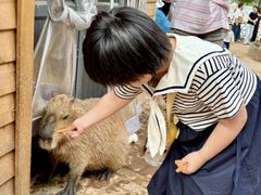 -灵玲国际马戏城