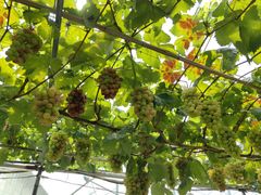 -马陆小张葡萄园农家乐