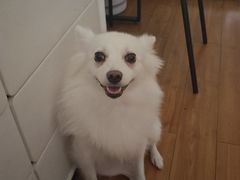 -伟伟宠物医院·CT影像中心·瑞派犬猫综合性门诊(汉口总院)