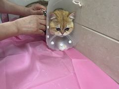 -北京观赏动物医院·24小时大型综合·猫专科·异宠专科