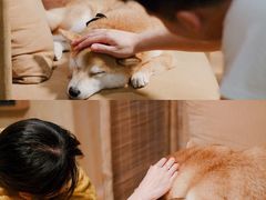 -柴务处·柴犬主题狗咖