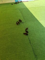 -萌宠亲子动物乐园(槐房万达店)