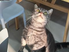 -豆逗聊愈猫阁Easy Life