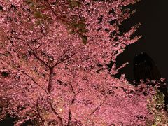 -西北湖绿化广场