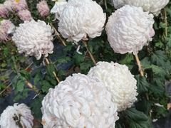 -贵州省植物园