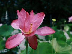 -苏州公园(双塔街道)