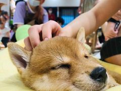 -逗柴咖啡屋·狗咖猫咖宠物桌游