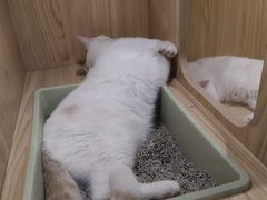 -屋虎猫馆(宝安大仟里店)