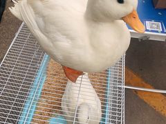 -中环花鸟鱼虫市场
