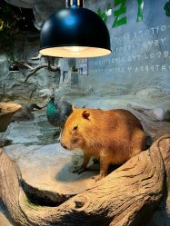 -Zoolung Zoolung动物主题公园(海信广场店)