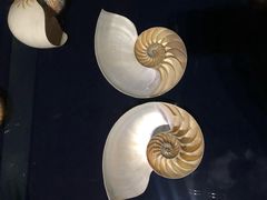 -青岛贝壳博物馆