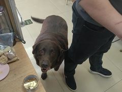 -宠福鑫动物医院(城北分院)