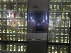 -广东中医药博物馆
