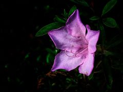 -上海植物园-4号门售票处