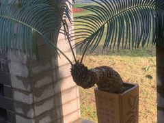 -深圳仙湖植物园