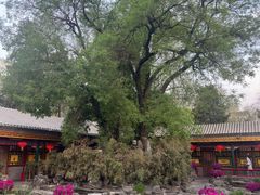 -白家大院·王府宫廷菜(苏州街店)