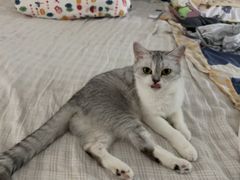 -瑞派福兴宠物医院犬猫全科·骨科·中西医结合(河东店)