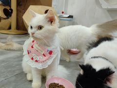 -楼上猫咖(罗湖店)