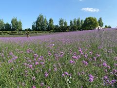 -紫颐香薰山谷景区
