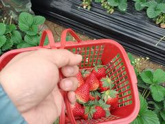 -胜丰草莓采摘园