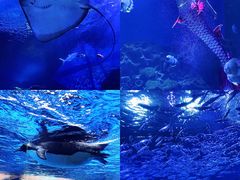 -海合安武汉极地海洋公园