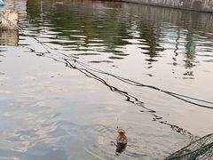 -特种渔场