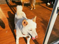 -柴犬高等学院·狗咖·柴犬售卖·宠物训练