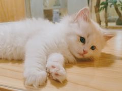 -屋虎猫馆(宝安大仟里店)