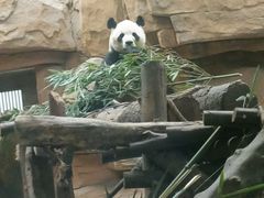 -成都动物园