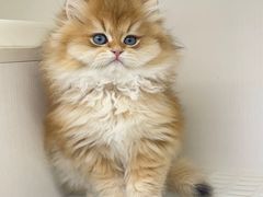 -lincat·猫舍(广州店)
